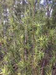 Dracophyllum sinclairii