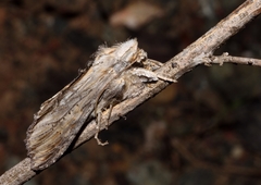 Cucullia thapsiphaga