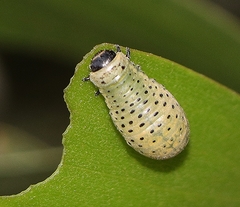 Dicranosterna semipunctata