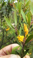 Persoonia myrtilloides