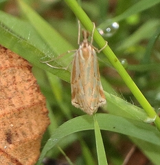 Hednota pleniferellus