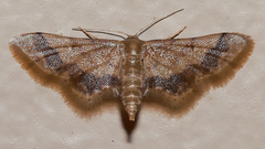 Idaea trypheropa