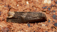 Epiblema strenuana