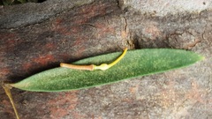 Persoonia myrtilloides