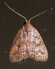 Tolpiodes oligolasia
