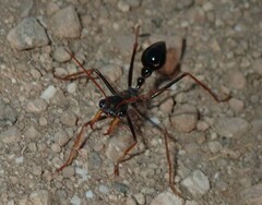 Myrmecia arnoldi