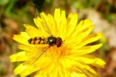 Meliscaeva auricollis