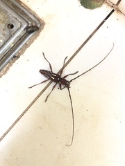 Ambonus distinctus
