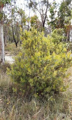 Persoonia myrtilloides