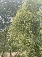 Clematis microphylla