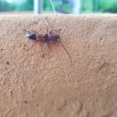 Coptocercus aberrans