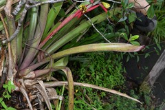 Aechmea aquilega