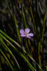 Drosera capensis
