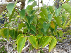 Phyllanthus baladensis