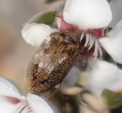 Macrohelodes crassus
