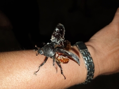 Xylotrupes