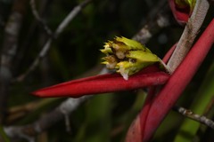 Aechmea aquilega