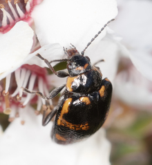 Macrohelodes crassus