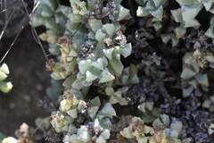 Oscularia deltoides