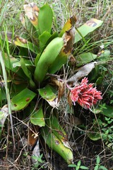 Aechmea melinonii