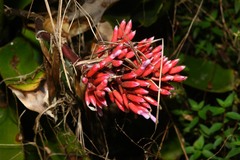 Aechmea melinonii