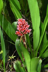 Aechmea melinonii