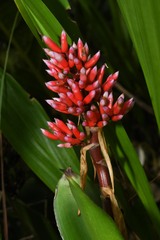 Aechmea melinonii