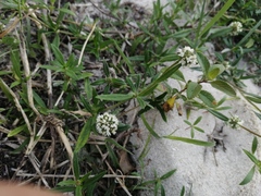 Spermacoce verticillata