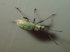 Cyphicerini