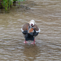 Alopochen aegyptiaca