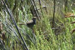 Cisticola fulvicapilla