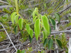 Phyllanthus baladensis