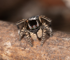 Maratus harrisi