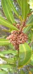 Metrosideros angustifolia
