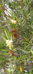 Metrosideros angustifolia