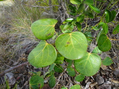 Phyllanthus montrouzieri