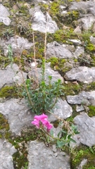 Antirrhinum majus