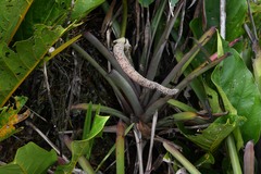 Anthurium jenmanii