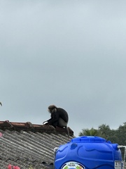 Semnopithecus vetulus