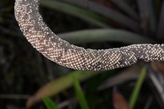 Anthurium jenmanii
