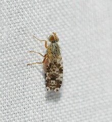 Austrotephritis poenia