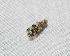 Austrotephritis poenia