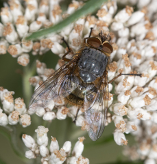 Calliphora hilli