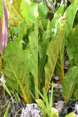 Anthurium jenmanii