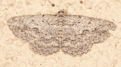 Psilosticha absorpta