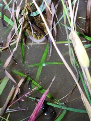 Platyplectrum ornatum