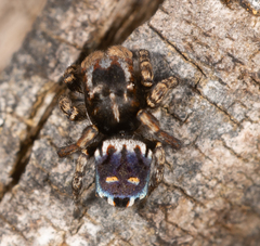 Maratus harrisi
