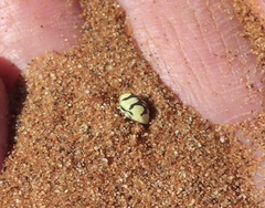 Zophosis fairmairei