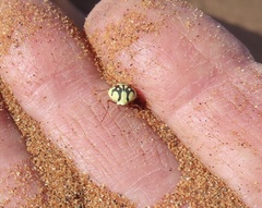 Zophosis fairmairei