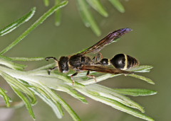 Australozethus tasmaniensis
